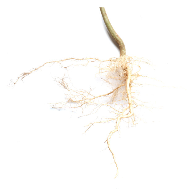 在白色背景上孤立的树根。图片下载