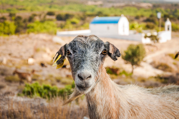 牧场上一只山羊的头像。户外的照片图片下载
