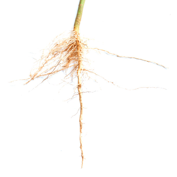 在白色背景上孤立的树根。图片下载