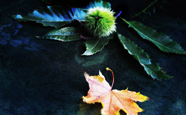 栗子和树叶是秋天的静物图片下载