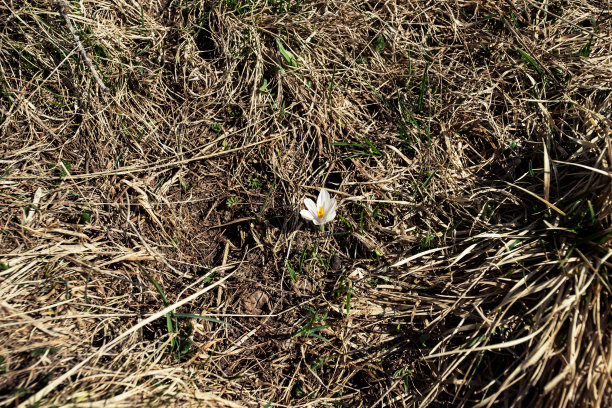 番红花图片下载