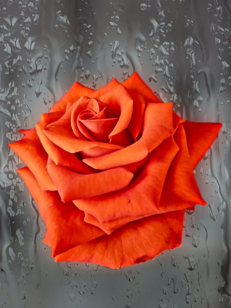 橙色玫瑰花瓣绽放雨玻璃背景自然图片下载