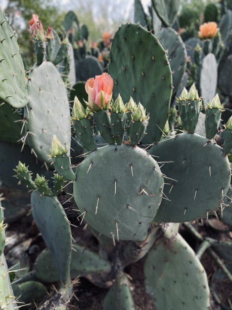 亚利桑那州的仙人掌开花图片下载