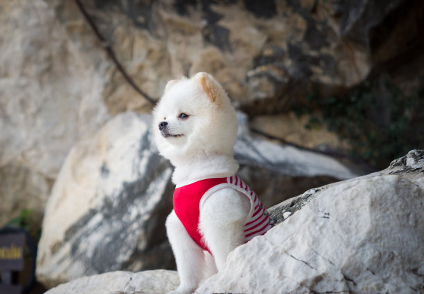 岩石上的狗图片下载