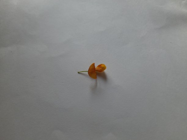 孤立在白色背景上的鸽子豌豆花。图片下载