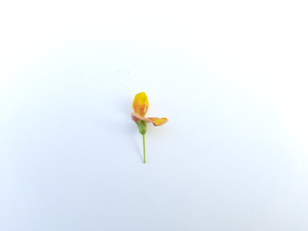 孤立在白色背景上的鸽子豌豆花。图片下载