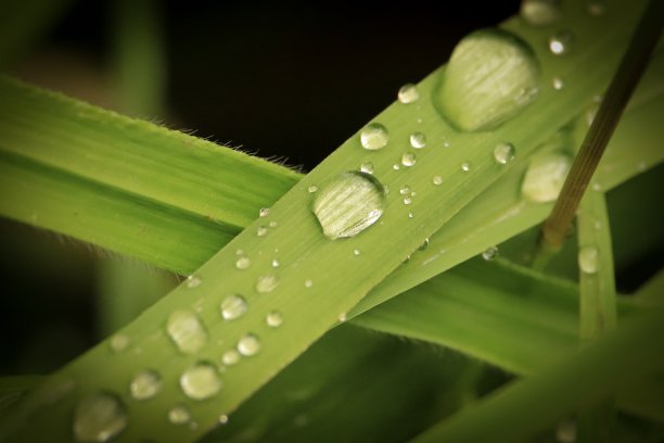 绿色的叶子图片下载