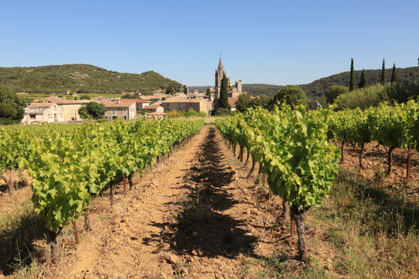在法国的葡萄园图片下载
