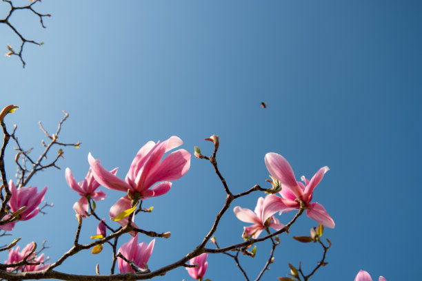 春天开花树在荷兰的春天季节，在树上开花图片下载