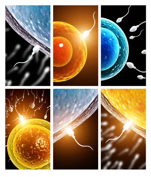 带有精子的条幅，漂浮到胚珠图片下载