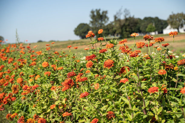 阿米什农场一排排的百日菊图片下载