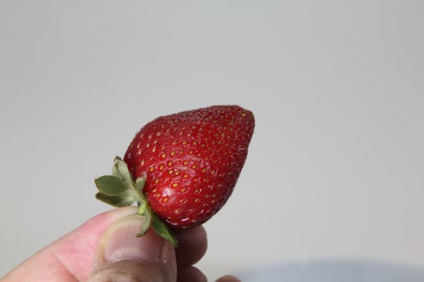 新鲜的草莓照片在白色的背景图片下载