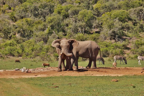 水坑里的一群动物图片下载
