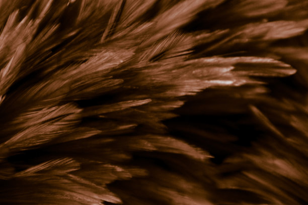 美丽抽象多彩的黄色和白色羽毛在白色的背景和柔软的白色橙色羽毛纹理在白色的图案图片下载