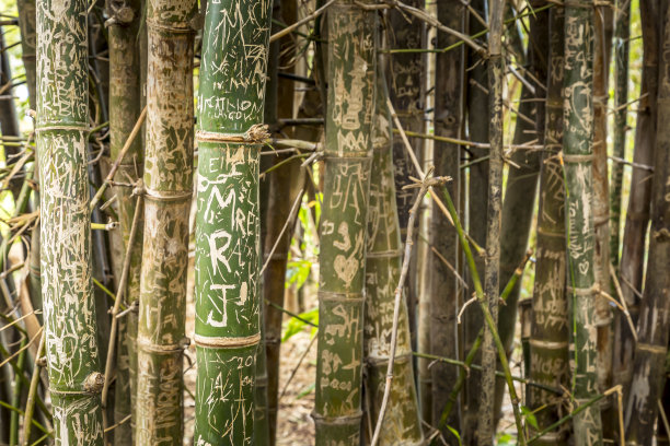在澳大利亚悉尼的一个公园里，在一个阴天的夏天，可以看到一小片竹林。图片下载