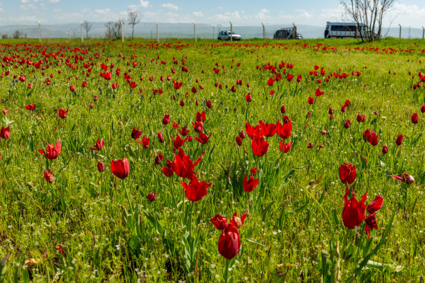 慕斯山谷和郁金香田。图片下载