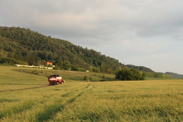 黄色的麦田里挂着一辆拖拉机图片下载
