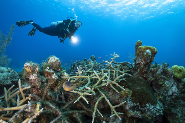 在加勒比海潜水图片下载