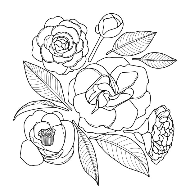 图形山茶组图片下载