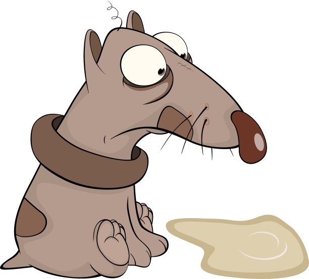 狗和游泳池图片下载