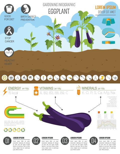 园艺工作耕作信息图茄子图片下载
