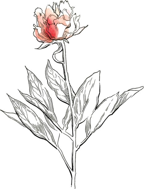 粉色的牡丹图片下载