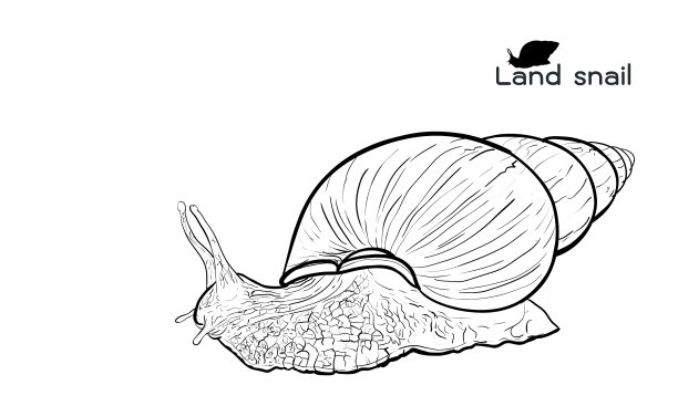 陆地爬行的蜗牛图片下载