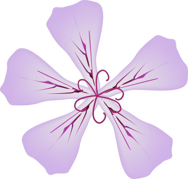 玫瑰天竺葵花或天竺葵图片下载