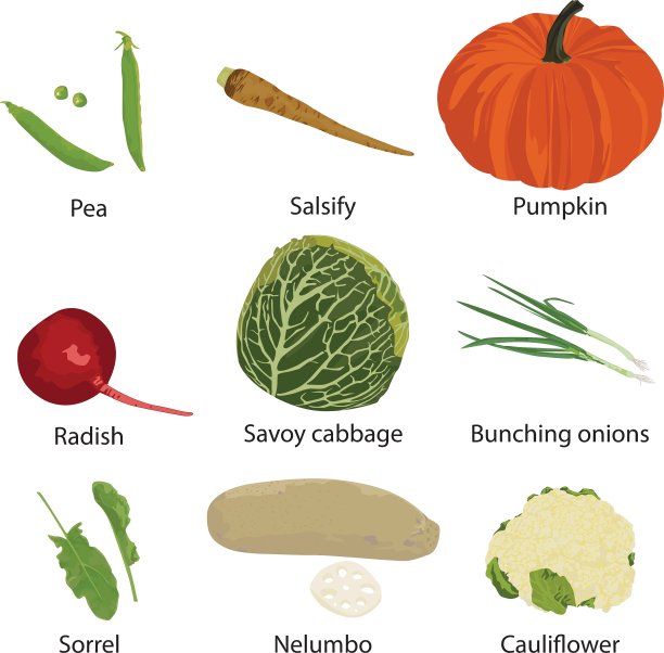 不同蔬菜的组合图片下载