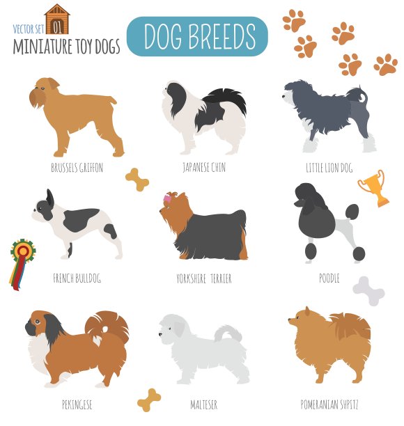狗狗品种微型玩具狗设置图标平坦风格图片下载
