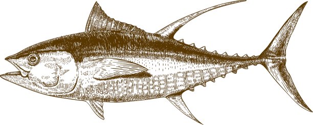 雕刻金枪鱼图片下载