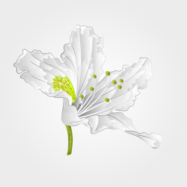 山杜鹃花春季灌木白花图片下载