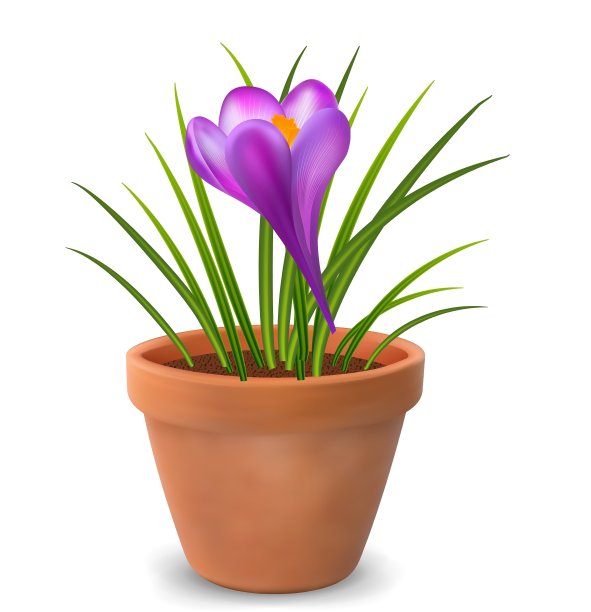 番红花在锅图片下载