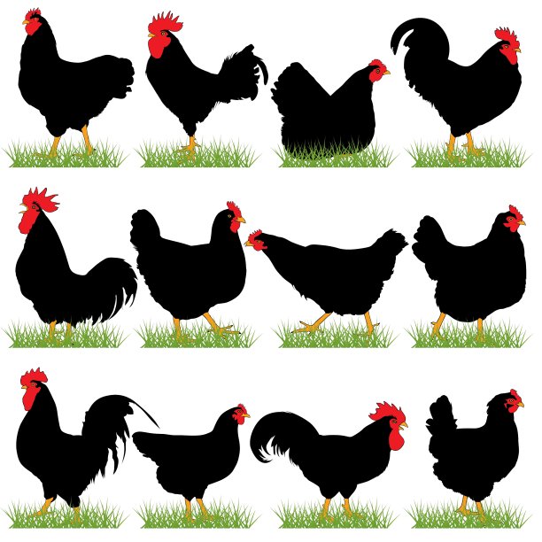 12只公鸡和汉斯剪影套装图片下载