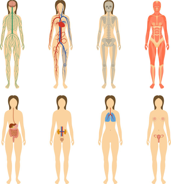 人体器官和系统的集合图片下载