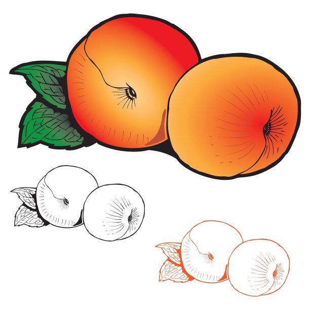 两个有着不同风格叶子的桃子图片下载