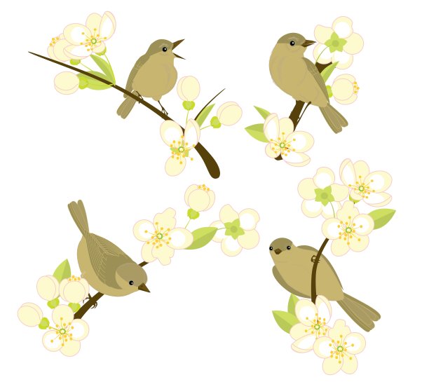 花枝上的鸟儿图片下载