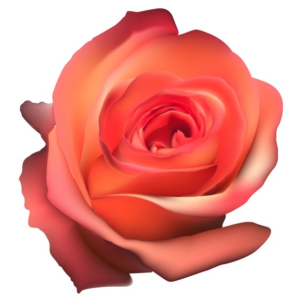 橙色玫瑰花孤立EPS 10图片下载