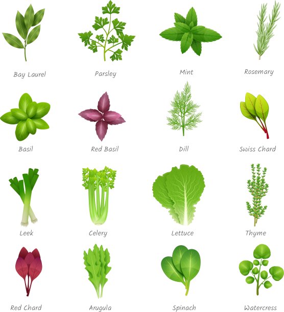 草药图标设置图片下载