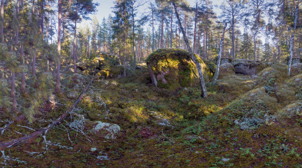 北部森林图片下载