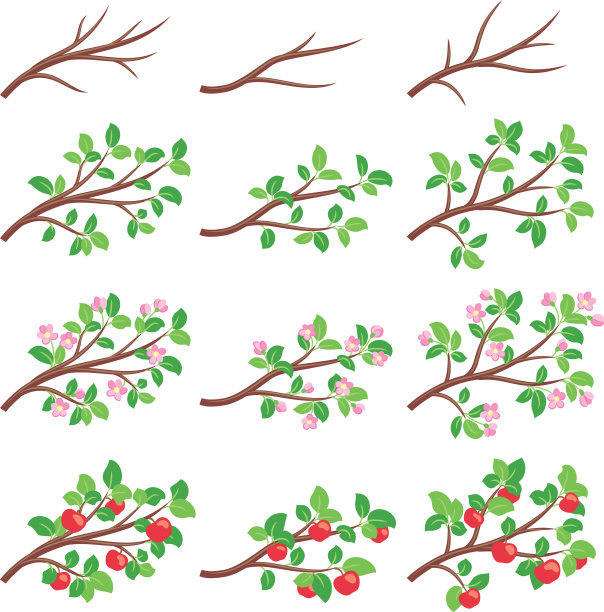 苹果树枝图片下载