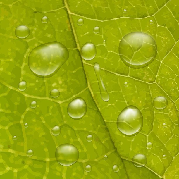 水珠落在绿叶上图片下载