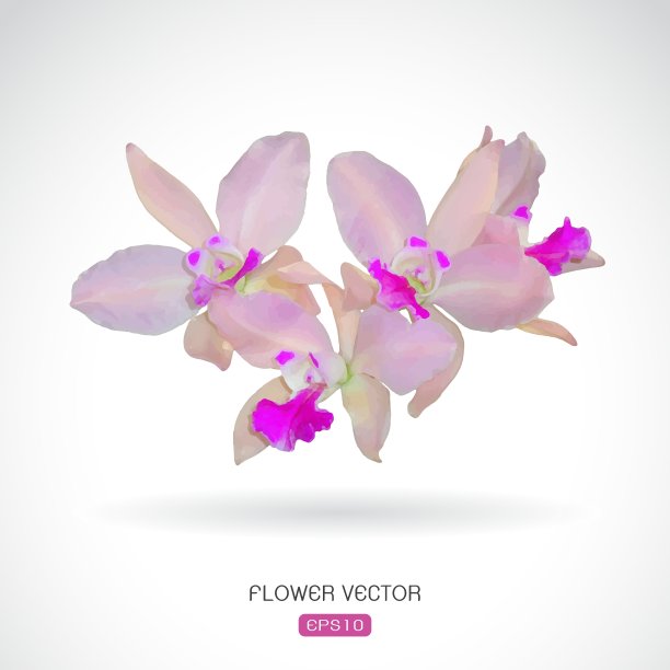 兰花形象图片下载