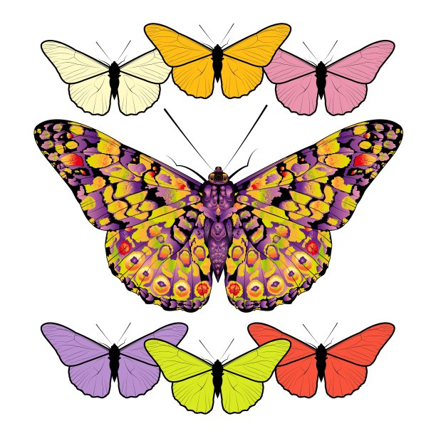 一组孤立在白色背景上的蝴蝶图片下载