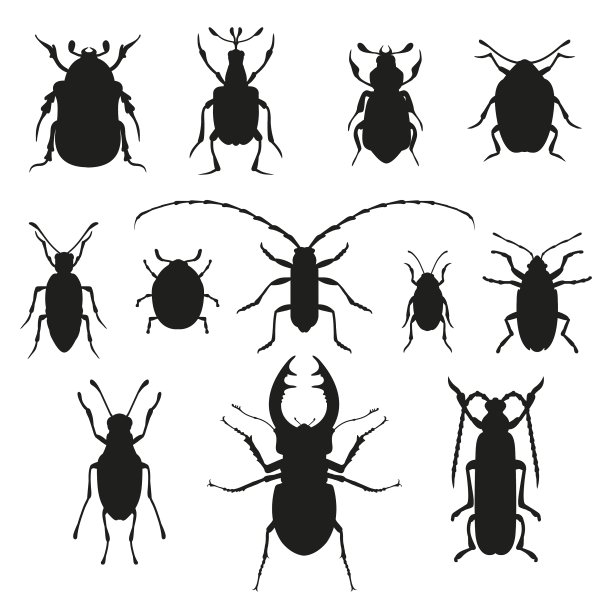 彩色昆虫生物学合集图片下载
