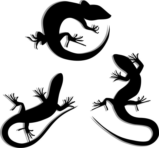 一套美丽的单色蜥蜴蜥蜴图片下载