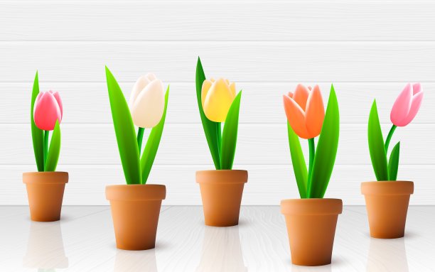 郁金香花图片下载