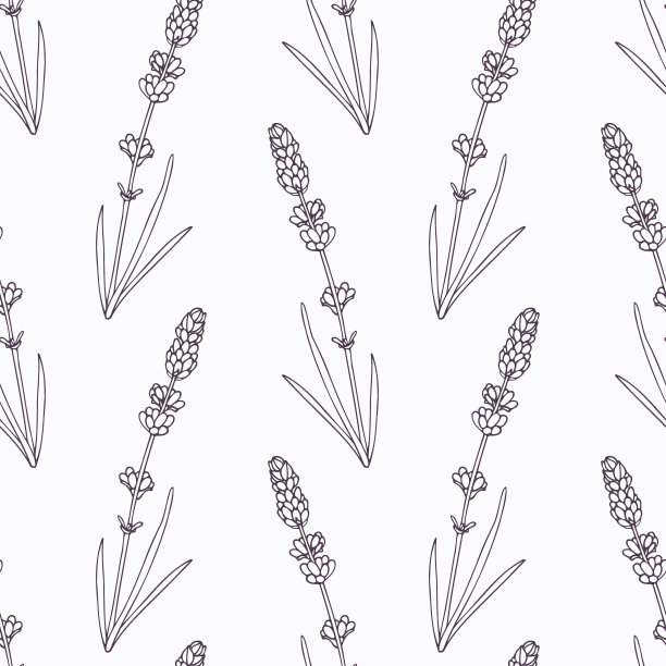 手绘薰衣草枝和花的轮廓图片下载