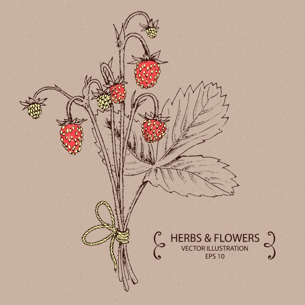 草莓红图片下载