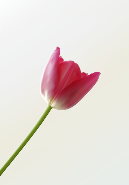 郁金香图片下载